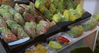 Figues de Barbarie. Dans le Souss, la lutte contre la cochenille porte ses fruits