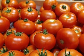 Tomates fraîches : le Maroc 2ᵉ fournisseur de l’UE et 3ᵉ exportateur mondial
