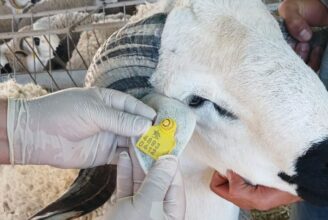 Aïd al-Adha 2026 : l’ONSSA prépare dès à présent l'identification des bêtes destinées à l'abattage