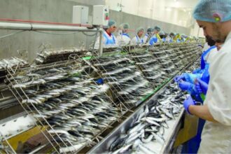 La crise de la conserve de sardines menace des milliers d’emplois (Unicop)