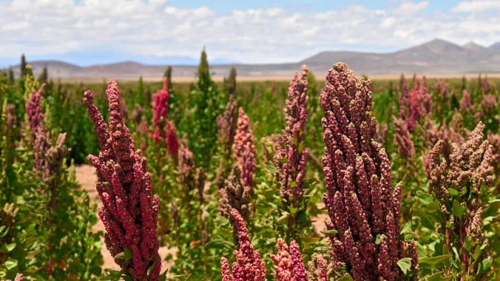 Al Moutmir accompagne l’essor du quinoa, et mise sur une culture résiliente