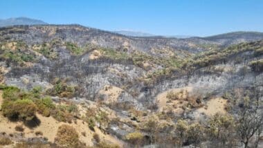 Risque extrême de feux de forêt à Chefchaouen, Tanger, Mdiq-Fnideq et Taza