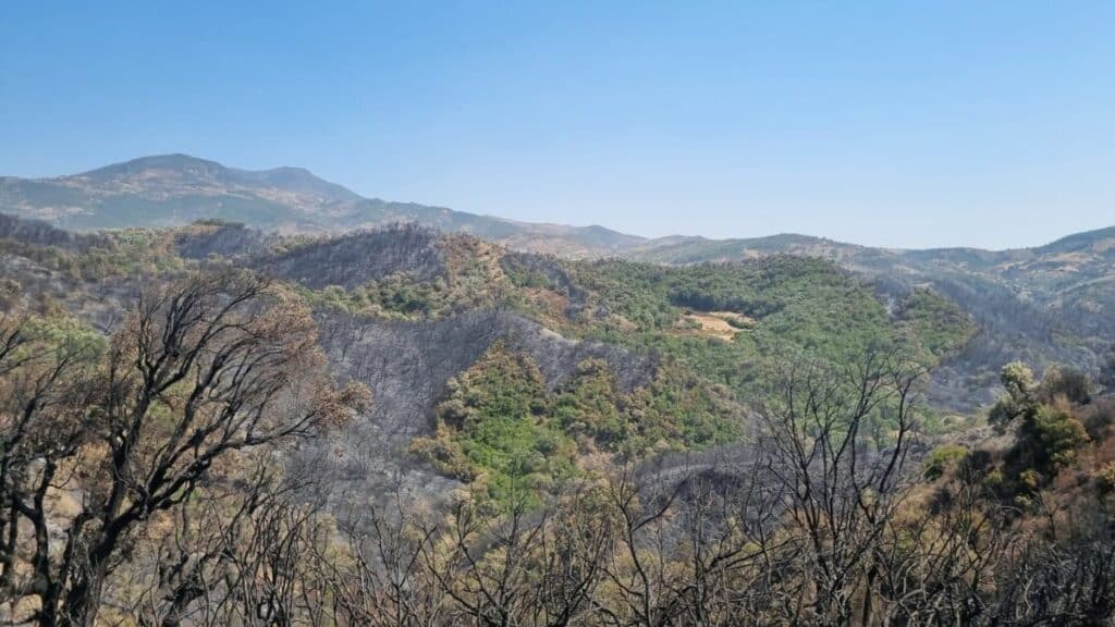 Chefchaouen : l’incendie de la forêt Derdara maîtrisé (images)