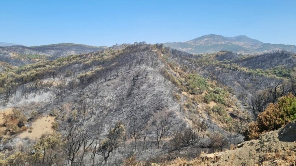 Chefchaouen : l’incendie de la forêt Derdara maîtrisé (images)
