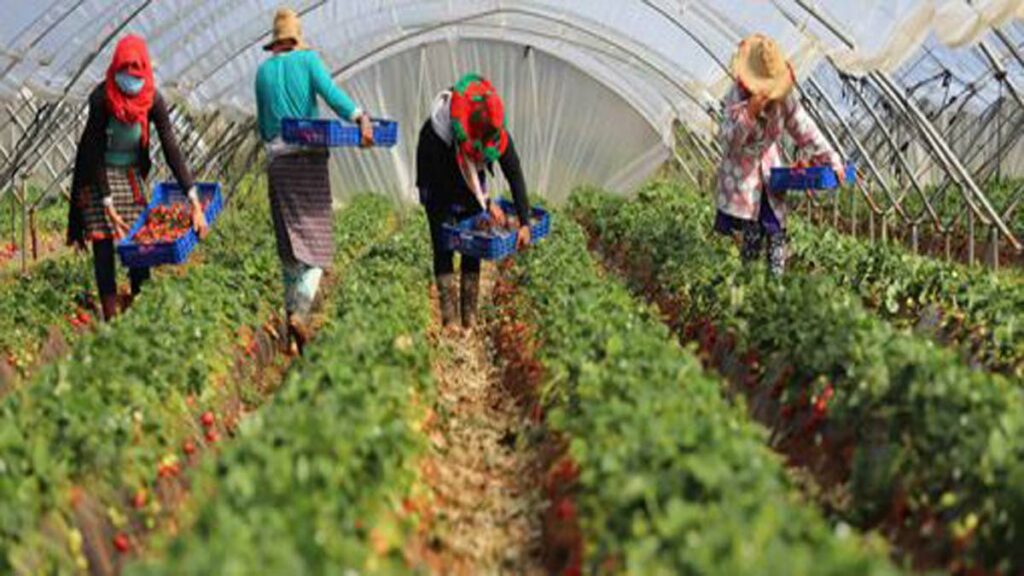 la production marocaine de fruits rouges, un secteur en croissance qui sera discuté au 33ᵉ Séminaire international de Tanger.