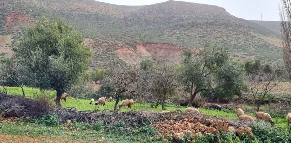Plus de 9 millions de nouveaux-nés parmi les ovins et caprins au Maroc