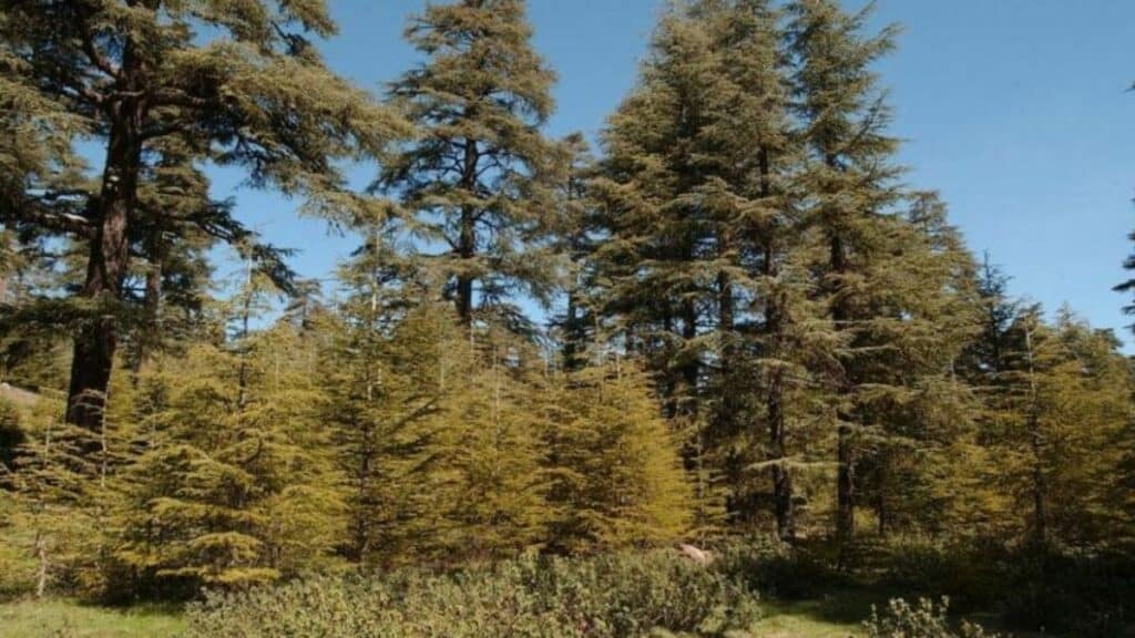 La forêt de Bouskoura fera l’objet d’un schéma d'aménagement pour la doter d'infrastructures et d'équipements d’accueil du public.