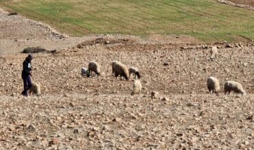 Une opération d’ensemencement en préparation pour régénérer les parcours