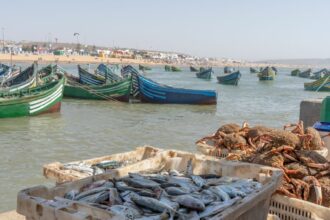 Le mystère de la sardine. Pourquoi ce poisson déserte-t-il nos côtes atlantiques ?