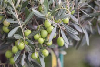 Campagne oléicole : vers une récolte abondante et des prix de l’huile d’olive en baisse