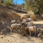 Cheptel national : polémiques et explications autour du dernier recensement