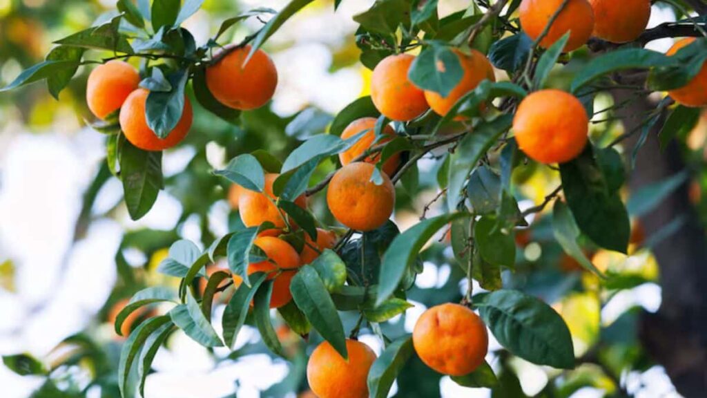 Mandariniers marocains en pleine saison