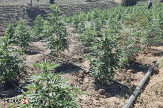 Cannabis licite : l’ANRAC dresse le bilan 2025, les superficies cultivées ont doublé par rapport à 2024