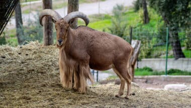 Une vingtaine de mouflons à manchettes réintroduits dans le Haut Atlas oriental pour préserver la biodiversité