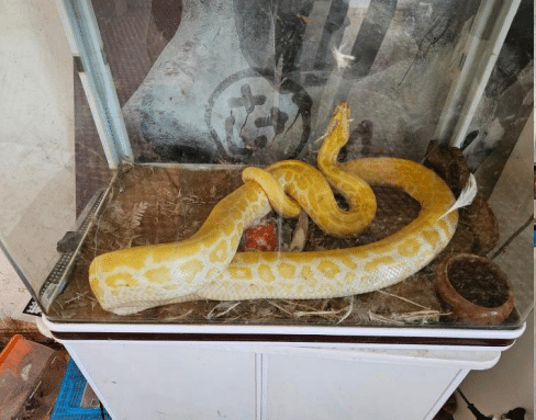 Démantèlement d’un dépôt clandestin d’animaux protégés à Sidi Bouknadel