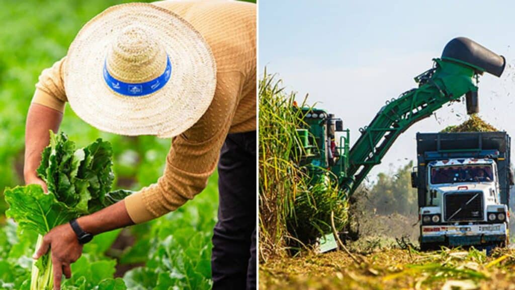Campagne sucrière 2025/2026 : Cosumar vise près du double des superficies cultivées