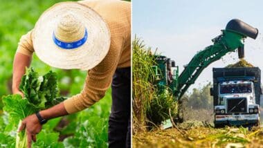 Campagne sucrière 2025-2026 : Cosumar vise près du double des superficies cultivées