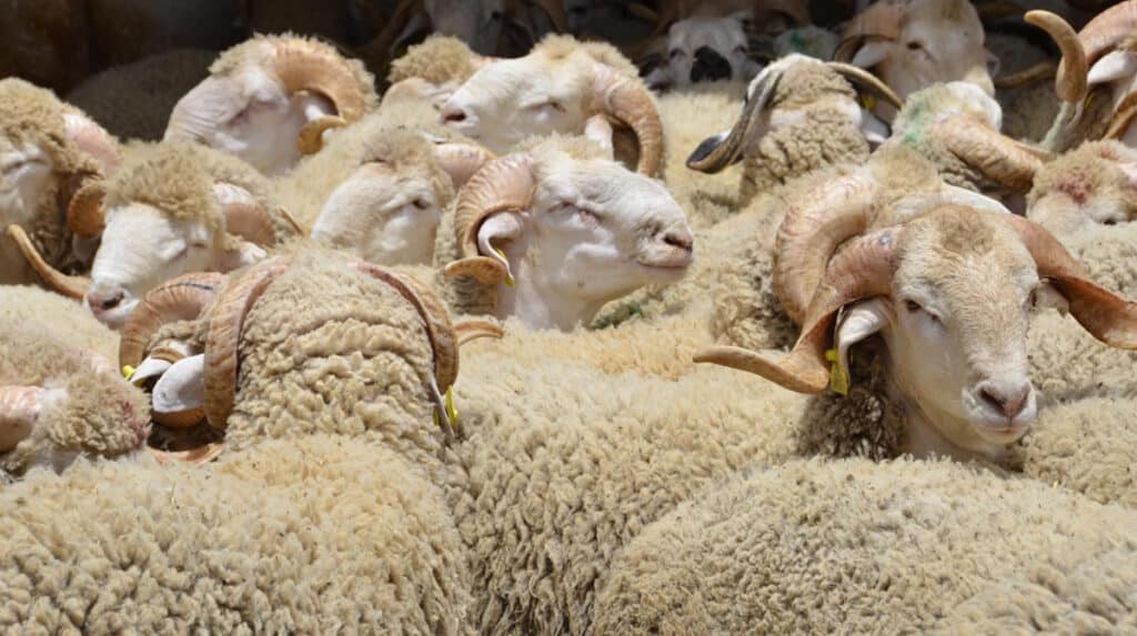 Soutien aux éleveurs : voici les montants des aides et le calendrier de déploiement