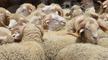 Soutien aux éleveurs : voici les montants des aides et le calendrier de déploiement