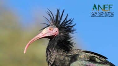 Le Maroc, dernier refuge de l’ibis chauve, poursuit ses efforts de conservation