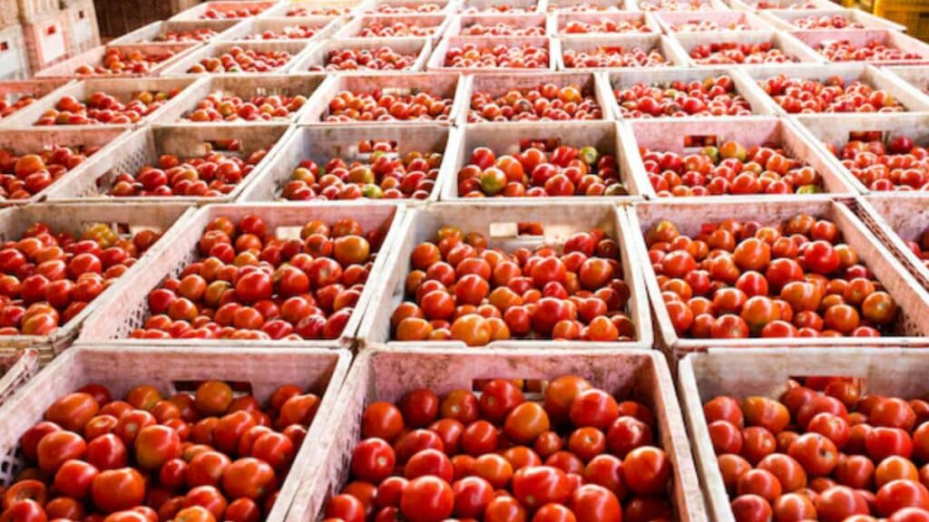 Les producteurs marocains dénoncent une "fausse alerte sanitaire" sur les tomates exportées vers l’UE
