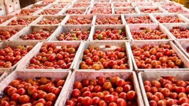 Les producteurs marocains dénoncent une &ldquo;fausse alerte sanitaire&rdquo; sur les tomates exportées vers l’UE
