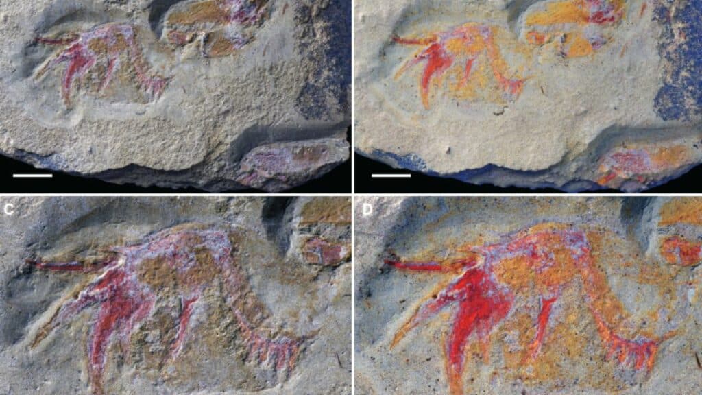 Des fossiles marocains repoussent l’évolution des scorpions de mer de 15 millions d’années