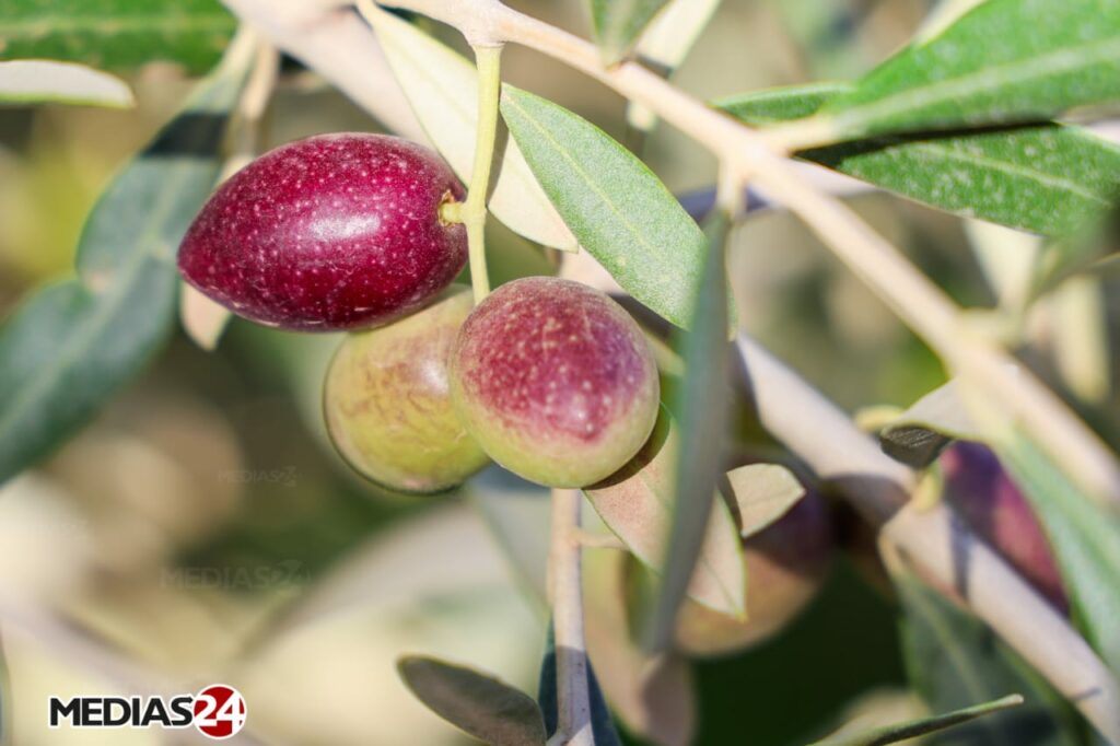 Reportage. La cueillette, une étape cruciale dans la production d’huile d’olive (1/3)