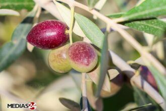 Reportage. La cueillette, une étape cruciale dans la production d’huile d’olive (1/3)