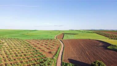 Campagne agricole 2025-2026 : plus de 4 millions d’hectares prévus en céréales et légumineuses