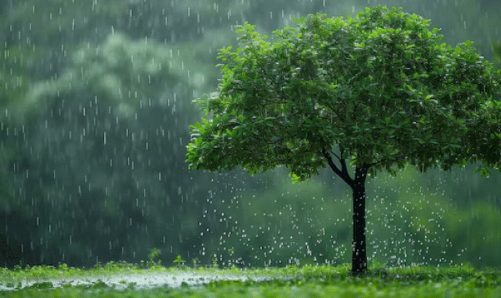 Par ville, voici les cumuls de pluie relevés depuis le début de la saison