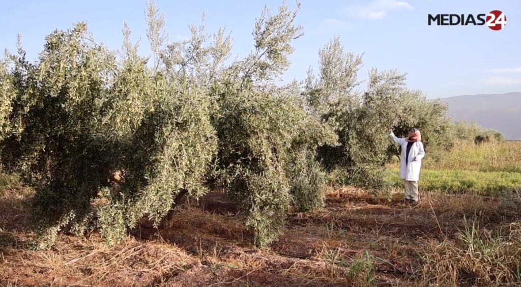 Kaoutar El Fazazi de l’INRA présentant des variétés d’oliviers Mechket et Tassaoute, productives en 3 ans et résistantes à la sécheresse au Maroc