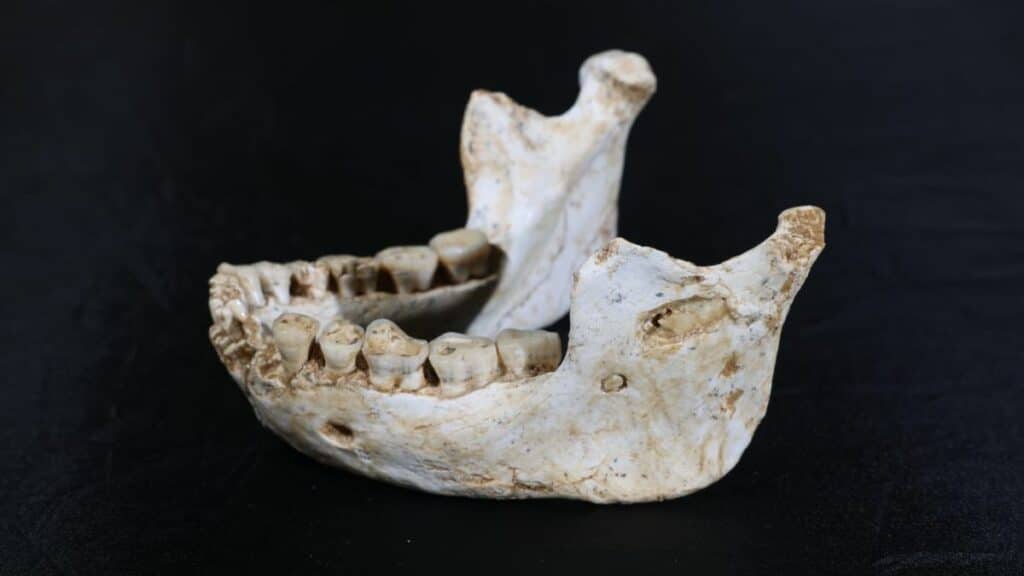Des fossiles casablancais redéfinissent la chronologie de l'évolution humaine