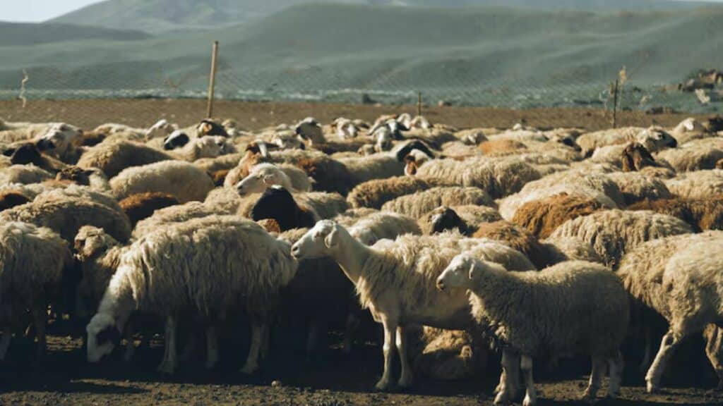 Reconstitution du cheptel : achèvement de l’identification et versement de la première tranche du soutien direct