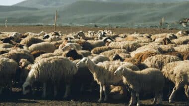 Reconstitution du cheptel : lancement du contrôle des femelles reproductrices