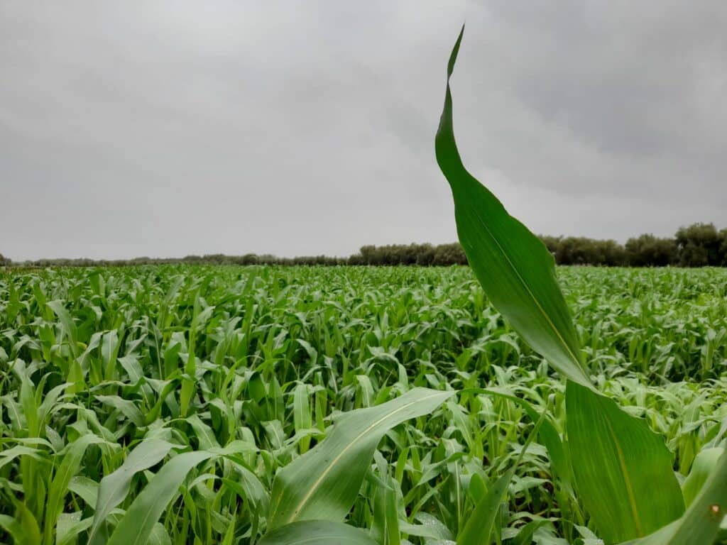 Le point sur la campagne agricole dans la région de Beni Mellal-Khenifra