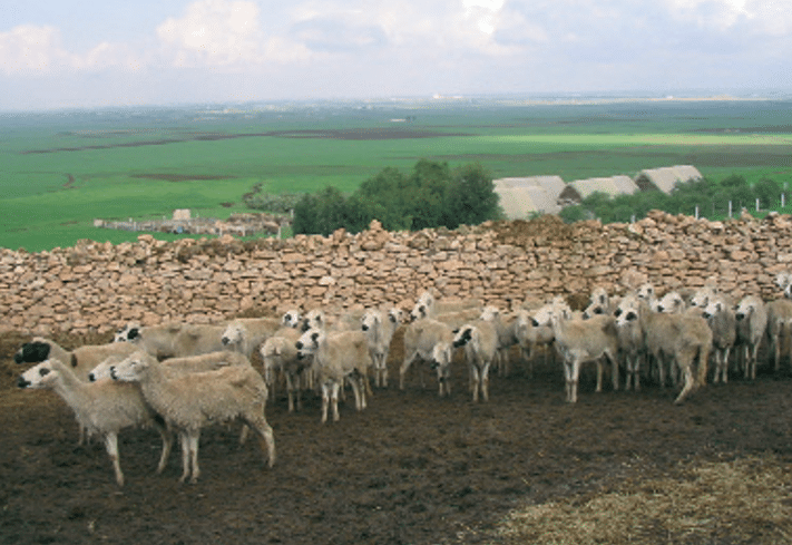 Pluies, barrages, emblavements : Béni Mellal-Khénifra retrouve une dynamique agricole positive après 7 ans de sécheresse