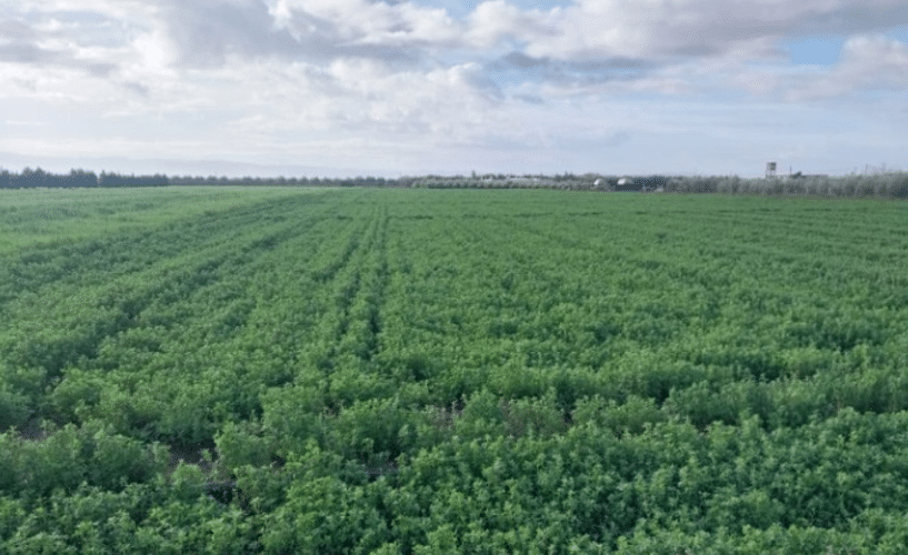 Pluies, barrages, emblavements : Béni Mellal-Khénifra retrouve une dynamique agricole positive après 7 ans de sécheresse