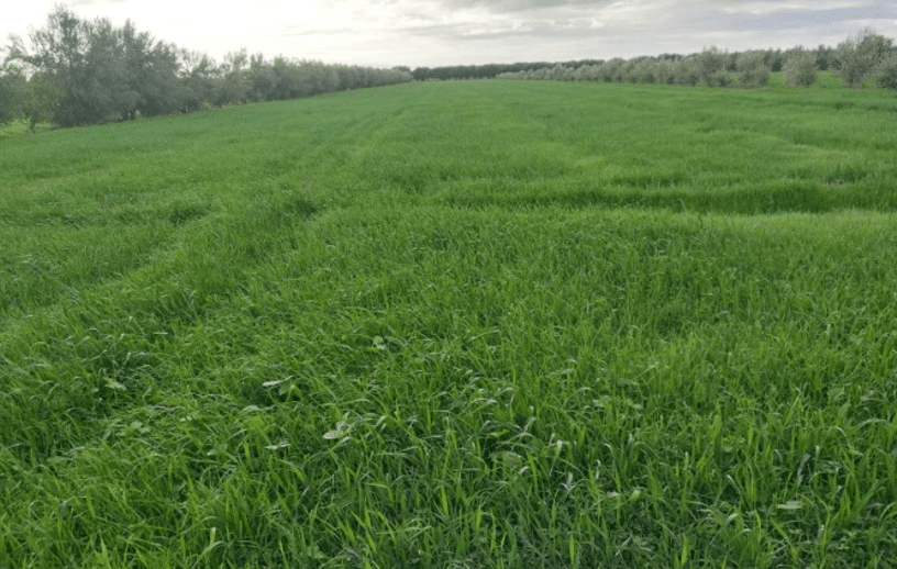 Pluies, barrages, emblavements : Béni Mellal-Khénifra retrouve une dynamique agricole positive après 7 ans de sécheresse