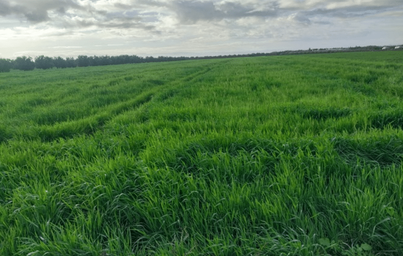 Pluies, barrages, emblavements : Béni Mellal-Khénifra retrouve une dynamique agricole positive après 7 ans de sécheresse