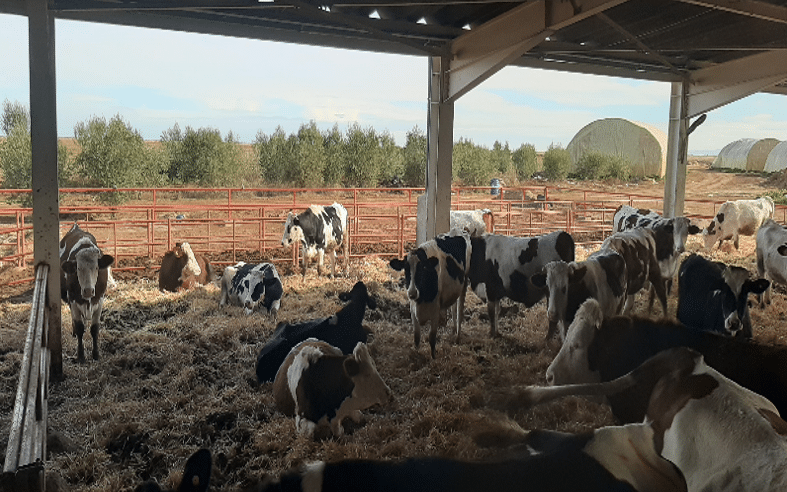 Pluies, barrages, emblavements : Béni Mellal-Khénifra retrouve une dynamique agricole positive après 7 ans de sécheresse