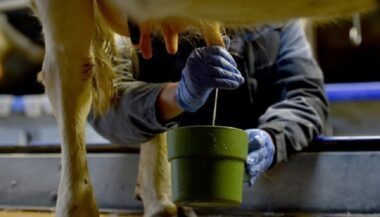 Filière laitière : une reprise progressive, de nouveaux projets en préparation pour structurer le secteur et relancer la consommation