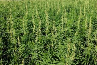 Cannabis : les préparatifs de la quatrième campagne à un stade avancé, dans l’attente de conditions climatiques plus clémentes