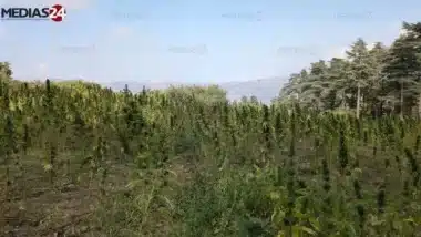 Medical Cannabis: 145 million dirhams for Morocco’s First Pharmaceutical Unit in Chefchaouen