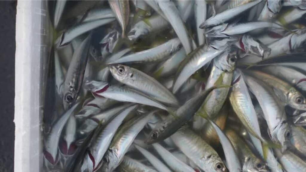 Sardine : les modalités d’application de l’interdiction d’exportation désormais précisées