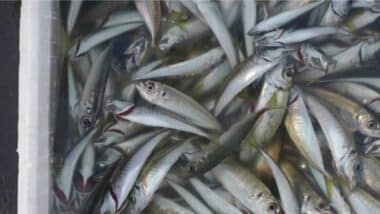 Sardine : les modalités d’application des restrictions d'exportation désormais précisées