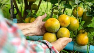 Intempéries : Maroc Citrus déplore de lourdes pertes pour les producteurs d’agrumes dans le Gharb et le Loukkos