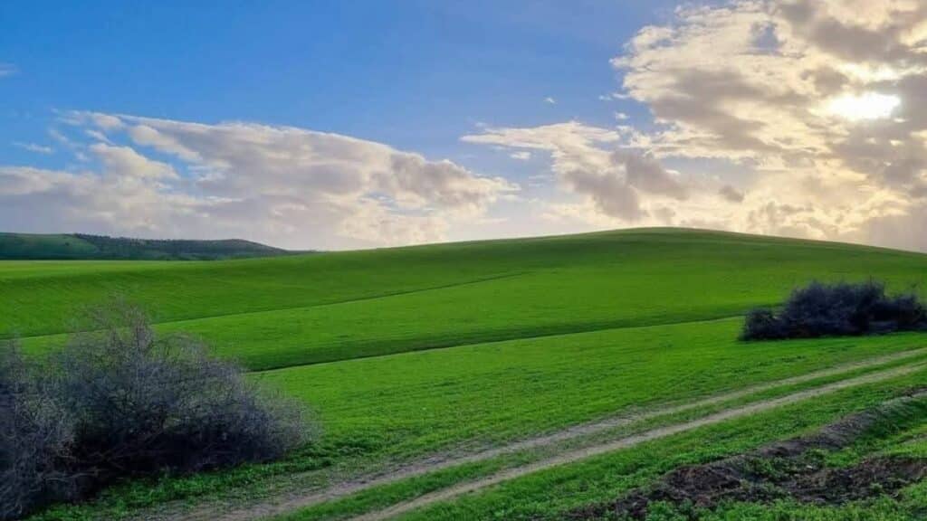 Oriental les pluies relancent la campagne agricole 2025-2026 (ministère de l’Agriculture)