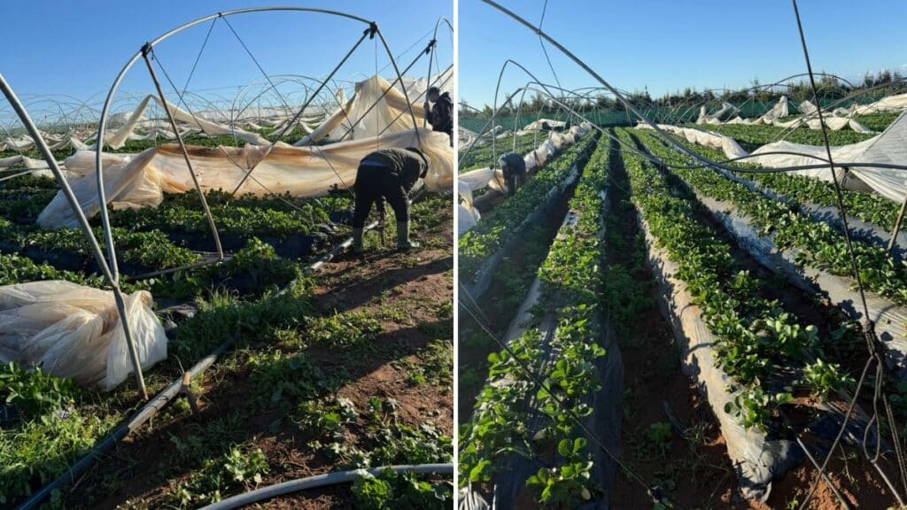 Intempéries du Gharb : agrumes et fruits rouges confrontés à de lourdes pertes