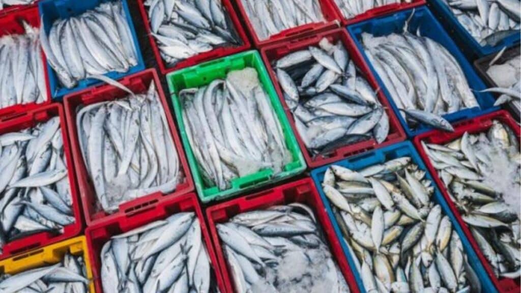 Pêche suspendue au sud jusqu’à fin juin pour protéger les sardines juvéniles